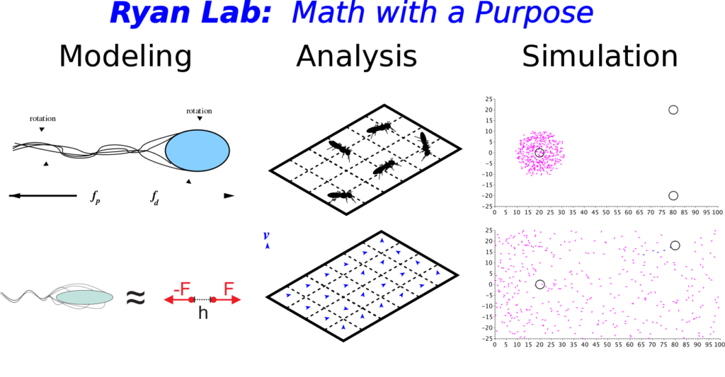 Three plots one of a bacteria swimming, one of ants on a grid, and one of a numerical simulation of ants foraging